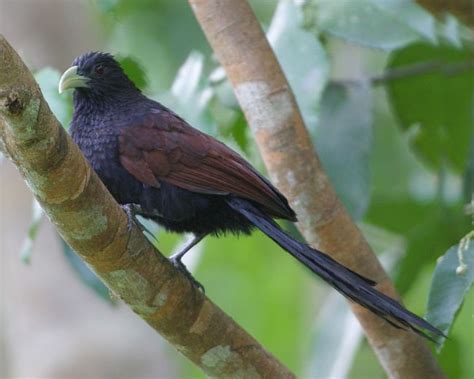 Sri Lankan Endemic Birds Lanka Bata Etikukula The Green Billed