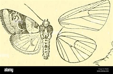 Catálogo De La Lepidoptera Phalaenae En El Museo Británico Polillas