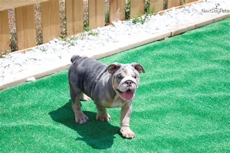She is a beautiful english bulldog puppy. Blue Merle : English Bulldog puppy for sale near West Palm ...