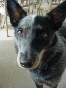 We did not find results for: Free Ugly Dog Stock Photo - FreeImages.com