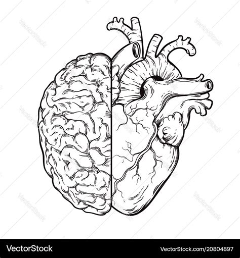 Hand Drawn Line Art Human Brain And Heart Halfs Vector Image
