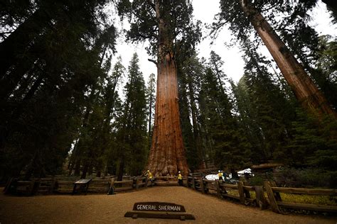 Visitors To Sequoia National Park Can See The 2000 Year Old General