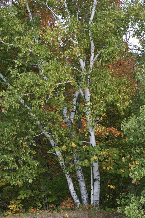 Later, the trunk assumes its characteristic shape and is rolling white. Isabella Conservation District Environmental Education ...