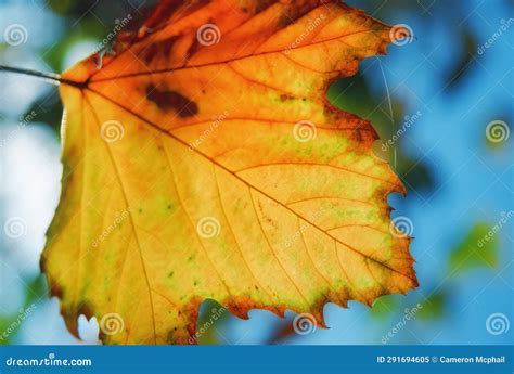 Yellowing Maple Leaf During Autumn Or Fall Stock Image Image Of Leaf