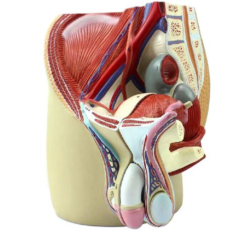 Buy Jl Male Pelvis Section Model Median Sagittal Section Male Genital System Anatomical Model