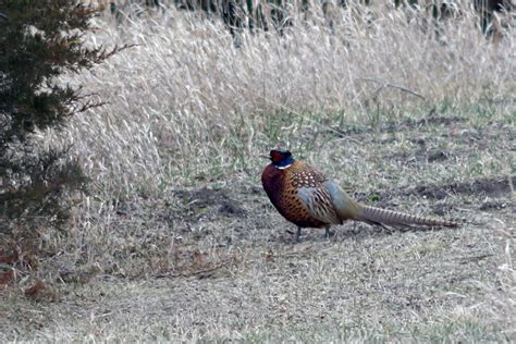 Mild Winter Buoys Iowa Pheasant Population Iowa Capital Dispatch