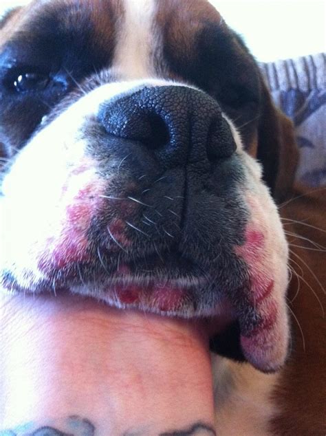 The Bumps Are Getting Worse Boxer Breed Dog Forums