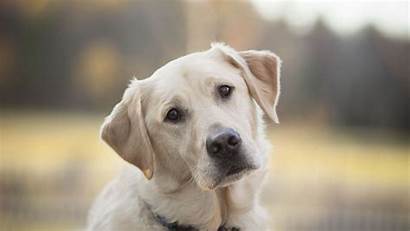 Labrador Retriever Head Dog Rocks Labradors Doggy
