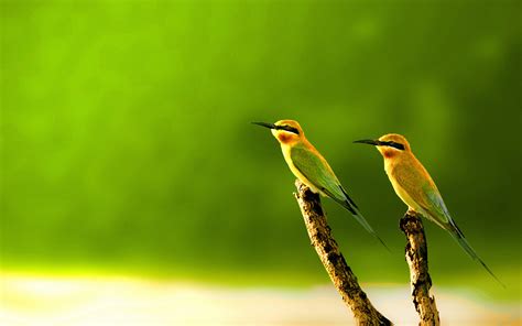 Wallpapers Birds 57 Background Pictures