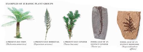 Jurassic Period Plants