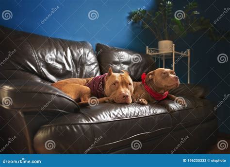 Two Pit Bull Dogs Resting On Leather Couch Indoors Stock Image Image