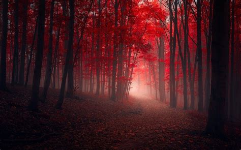 General 1230x768 Nature Landscape Trees Fall Red Path Leaves Mist