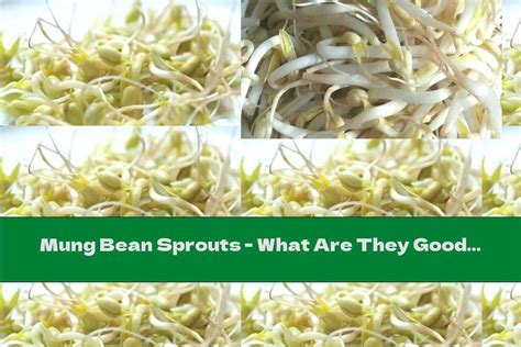 Mung Bean Sprouts What Are They Good For This Nutrition