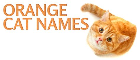 Best Orange Cat Names For Your Sweet Feline