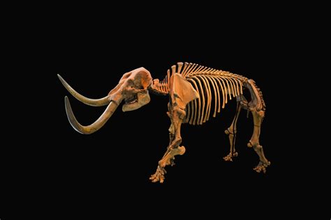 Climate Change Drove The American Mastodon To Extinction Wired