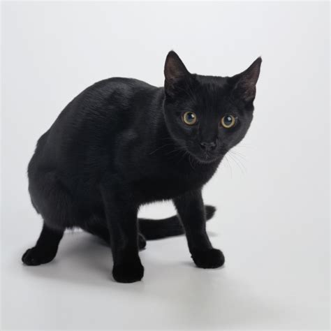 Black American Shorthair Kitten