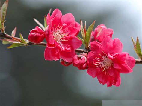 Tuyển Chọn Top 20 ảnh Hoa đào đẹp Nhất Với Chất Lượng 4k