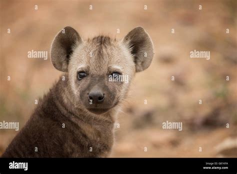 Spotted Hyena Kruger National Park South Africa Stock Photo Alamy
