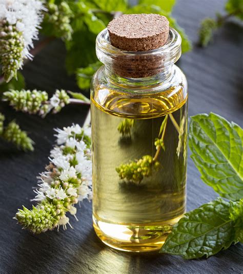 50 Unbelievable Benefits Of Peppermint Essential Oil Revealed 2023