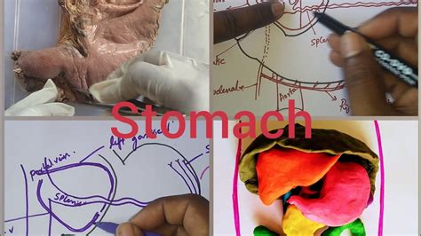Stomach Anatomy Full Lecture Youtube
