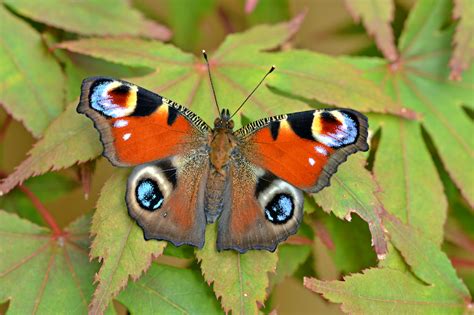 Join The Big Butterfly Count 2020 Discover Animals