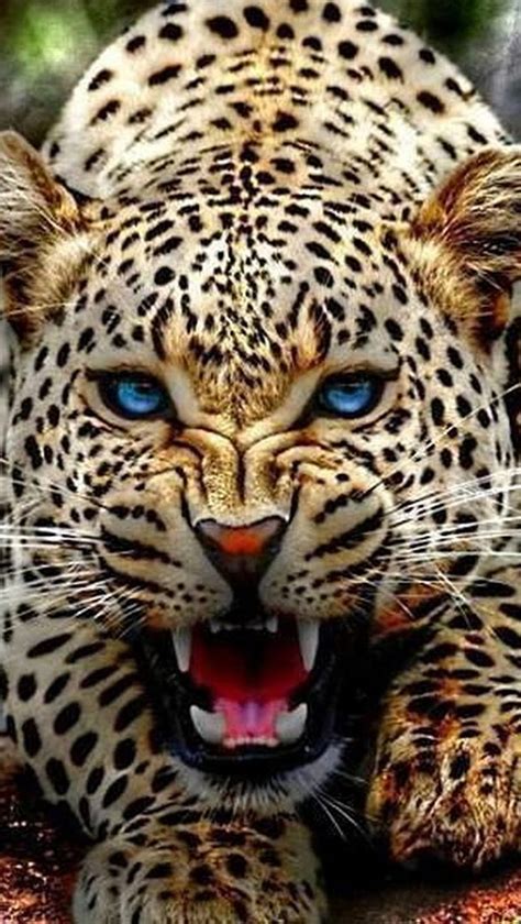 1080p Free Download Jaguar Face Animal Cat Hd Phone Wallpaper Peakpx