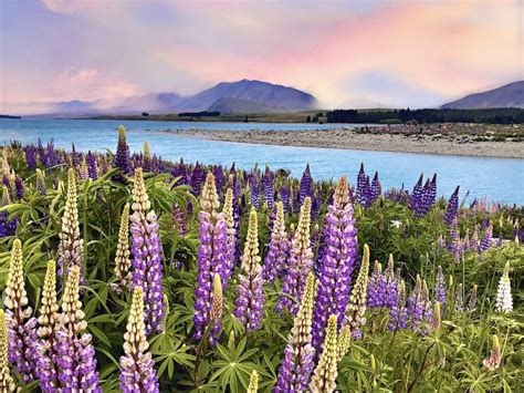 24 Incredible Things To Do In Tekapo New Zealand Travel Tips