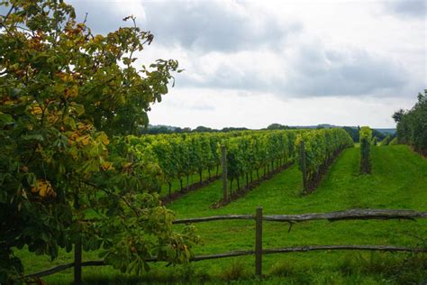 The Best Sussex Vineyard Tours 2024 Guide