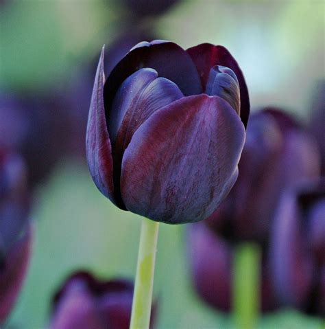Dark Purple Tulip By Sandy Keeton