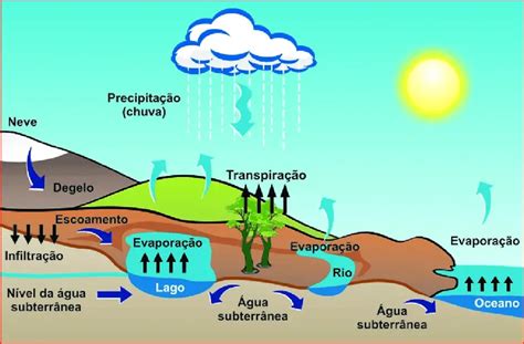 Ciclo Hidrológico Etapas E Fases Mundo Ecologia