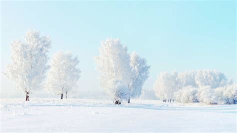 Wallpaper White World Trees Snow Winter 3840x2160 Uhd 4k Picture Image