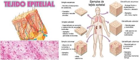 Tejido Epitelial ¿qué Es Funciones Características Tipos Y