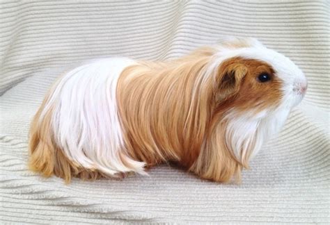 The List Of 10 Long Haired Guinea Pig Breeds
