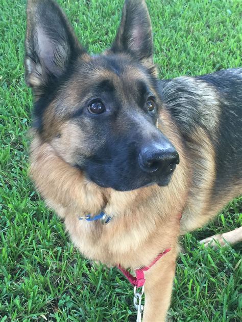 Ozzy Checking Things Out Saturday Morning German Shepherd Pictures