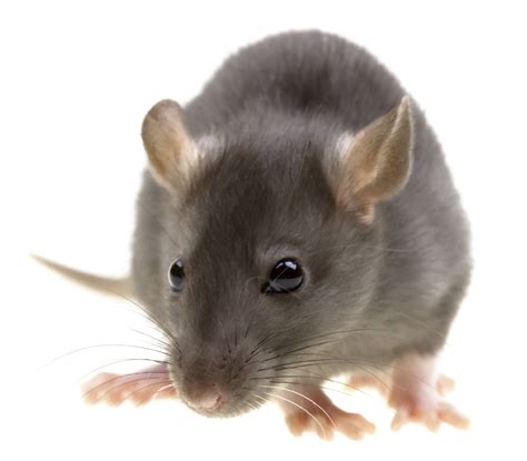 Do you need effective rodent control services in howell? Monmouth County Rodent Proofing | NJ Rodent Control | A ...