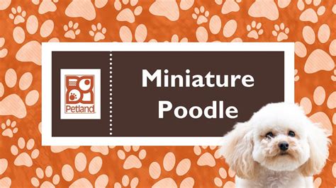 Woof Worthy Facts About Miniature Poodles - YouTube