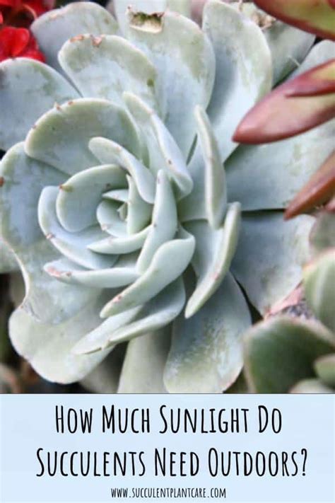 Of course, different types of cacti have different needs, and those needs can change throughout the growing cycle. How Much Sunlight Do Succulents Need Outdoors ...