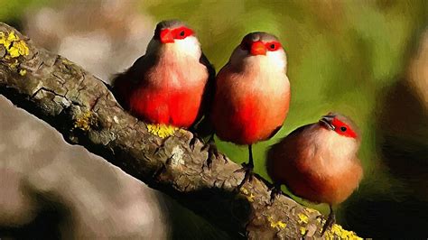 Three Cute Red Birds On A Tree Branch Wallpapers And Images