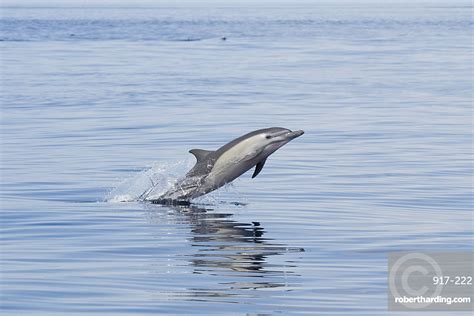 Short Beaked Common Dolphin Delphinus Delphis Stock Photo