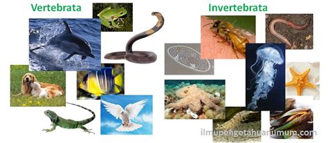 Apa Perbedaan Hewan Vertebrata Dan Invertebrata Diskusi Kesehatan