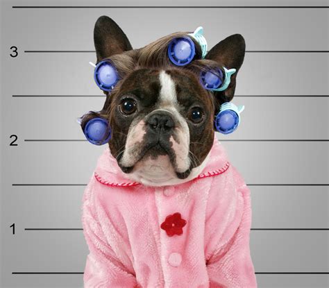 Quick Cheap And Totally Easy Pet Costumes Ovrs