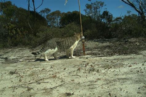 Great Southern Cat Cull Bush Heritage Australia