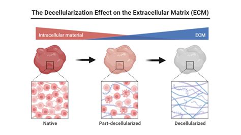 The Decellularization Effect On The Extracellular Matrix Ecm