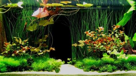 Best Artificial Aquarium Plants Realistic Looking And Safe For Fish