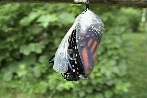 Butterfly Coming Out Of Cocoon