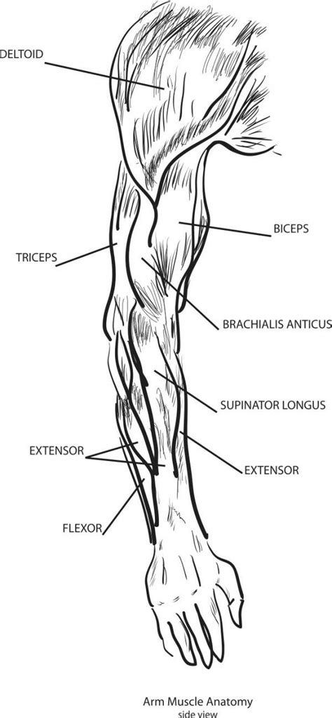 Two Jointed Muscles Of The Arms How To Train Them Arm Muscles