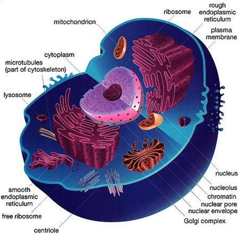 All the cells found in any living animal are made up of similar components and organelles and are eukaryotic cells. Campbell Biology; 9th Ed. ch. 1-5 Vocab - Biology 1610 ...