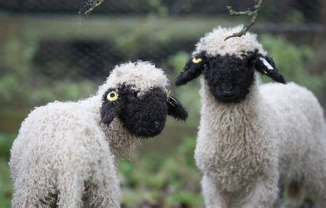 Meet The Yorkshire Farmer Trying To Save The Worlds Cutest Sheep