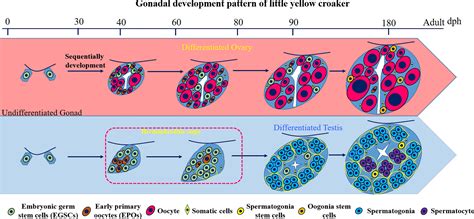 Frontiers A Transient Hermaphroditic Stage In Early Male Gonadal