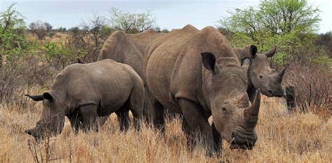 Rhino Poaching In South Africa Are Numbers Falling Or Focus Shifting